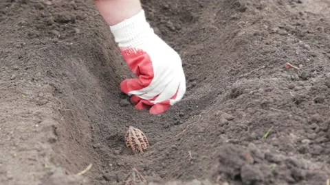 A worker plants walnuts in the soil. Stock Footage 143399849