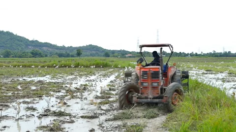 Worker ploughs a rice field Stock Footage 52675723