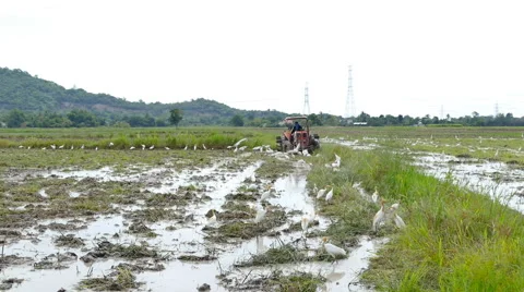 Worker ploughs a rice field Video stock 52677850