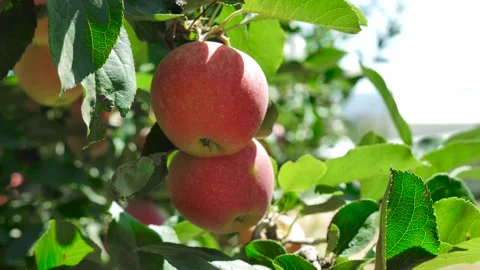 Worker plucking apple from tree Stock Footage 153705294