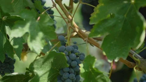 Worker plucking bunch of grapes from the grapevines Stock-Footage 102212874