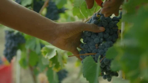 Worker plucking bunch of grapes from the grapevines Stock-Footage 102213089