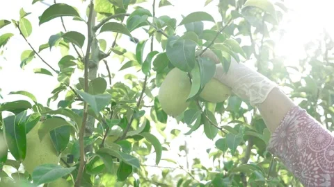 A worker plucking pears from the tree Stock Footage 153705648