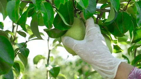 A worker plucking pears from the tree Stock Footage 153705972