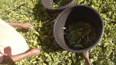 Worker plucking tea leaves in the tea farm 스톡 동영상 87135853