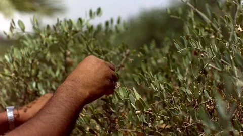 Worker plucking on a tree in slow motion Video stock 81231508