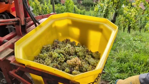 A worker pouring grapes from a bucket into a large yellow can Stock Footage 289565879