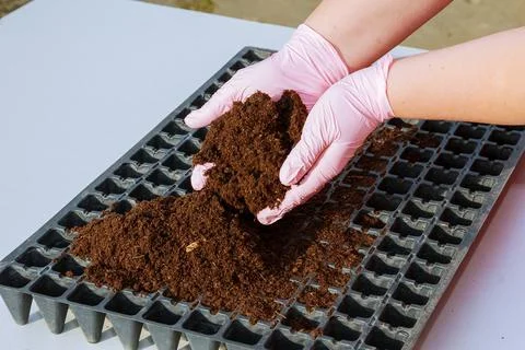 A worker pours peat into the container for growing seedlings with her hands.  Stock Photos