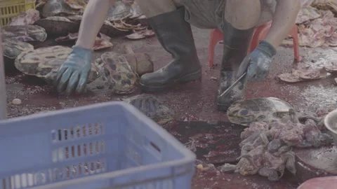 Worker Prepares Crocodile Meat at a Traditional Market Stall Stock Footage 340137607