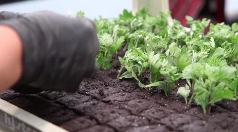 Worker preparing flower seedlings in trays for greenhouse Stock Footage 64714213