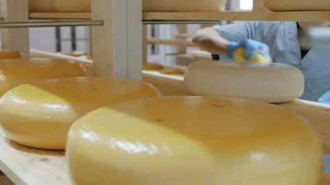 Worker is preparing just made cheeses for seasoning. Cheese factory. close-up Video stock 91580857