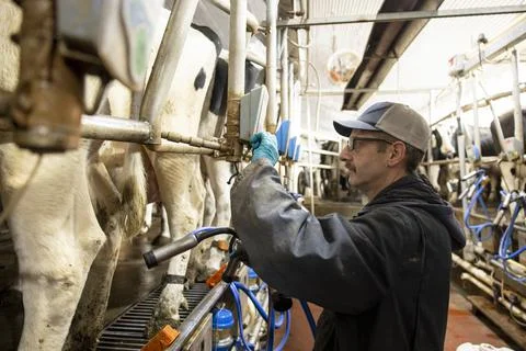 Worker preparing machine for milking cows Stock Photos