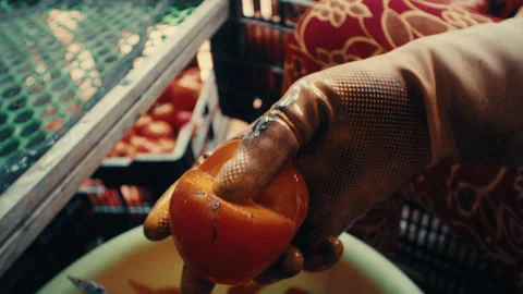 Worker preparing persimmon fruit, removing calyx for drying Stock Footage 332138895