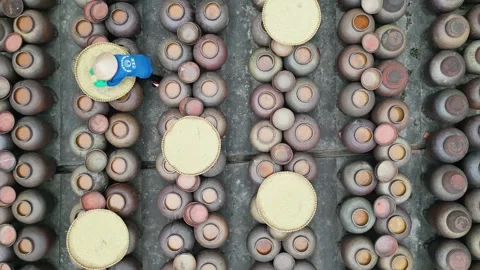 Worker preparing rice for soy sauce Stock Footage 300038400