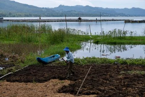 Worker Preparing Soil Along Lake Batur Shore Stock Photos
