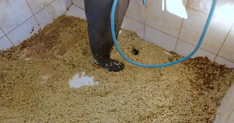 Worker Processing Coffee Beans In Tiled Fermentation Tank At Agricultural F.. Stock Footage 330111862