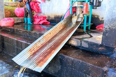 Worker Processing Coffee Cherries Using Industrial Depulper In Rural Facili.. Photos