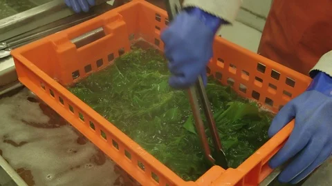 Worker processing kelp in factory Stock Footage 93528277