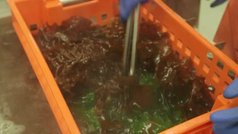 Worker processing kelp in factory Stock Footage 93528332