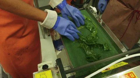 Worker processing kelp in factory Stock Footage 93528345