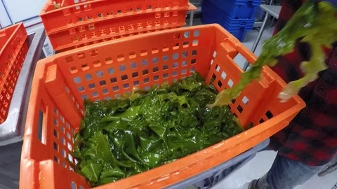 Worker processing kelp in factory Stock Footage 93528387