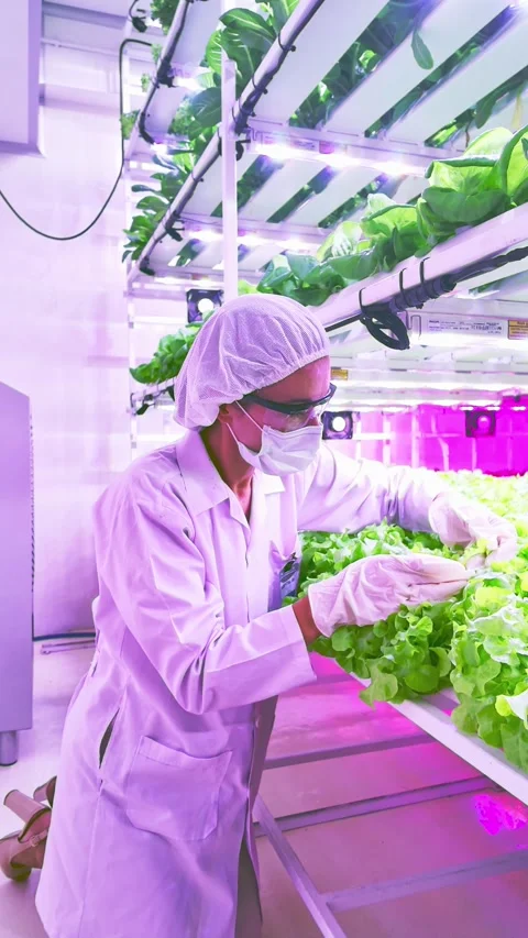 A worker in protective gear tends to vibrant green lettuce in a high-tech farm. Stock-Footage 289814380