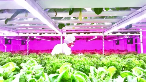 A worker in protective gear tends to vibrant green lettuce in a high-tech farm. Video stock 299678299