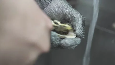 Worker in protective glove opens oyster under running water Stock Footage 142606330