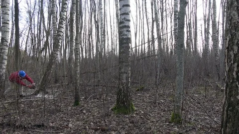Worker with protective helmet sut birch tree in spring forest, 4K Stock Footage