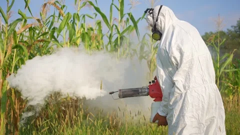 Worker in protective overalls fumigation of corn destruction of pests and Video stock 249468821