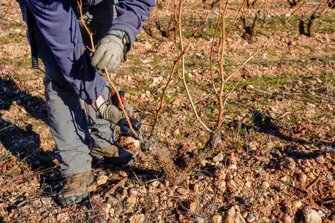 Worker pruning dormant grapevines in winter vineyard field Photos