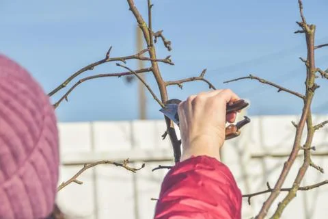 Worker pruning garden trees in spring 库存照片