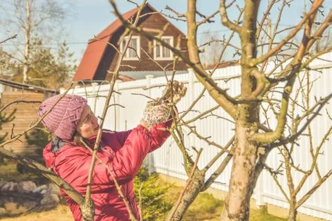 Worker pruning garden trees in spring 写真素材