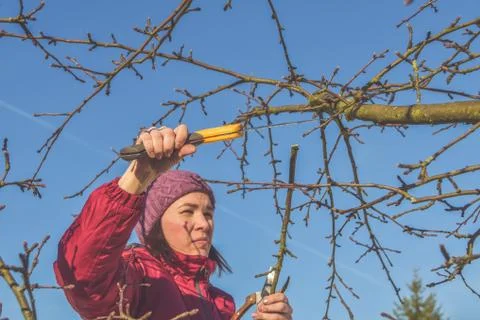 Worker pruning garden trees in spring Photos