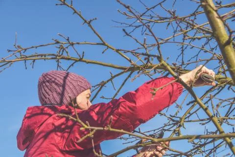 Worker pruning garden trees in spring Фото