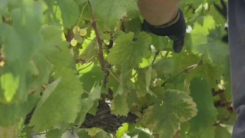 Worker pruning grapevine with shears in vineyard Stock Footage 332055828