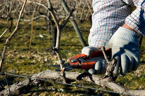 Worker pruning grapevines Stock Photos
