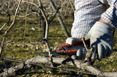 Worker pruning grapevines Stock Photos
