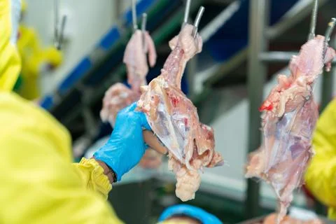 Worker pull fillet out of chicken carcass on conveyor jack Stock Photos