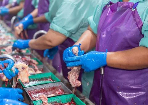 Worker pull offal surplus out in process line. Stock Photos