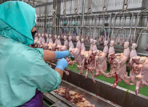 A worker is pulling giblets from a chicken. Foto stock