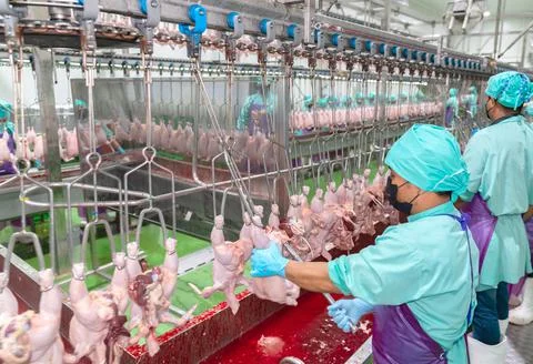 A worker pulls the chicken offal from the chicken Foto stock