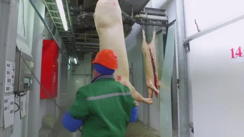 Worker pushes the carcasses on the hooks at the meat manufacturing factory Stock Footage 272792685
