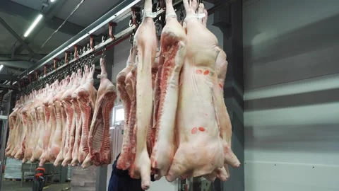 Worker pushes headless frozen pigs carcass, pork at conveyor. Working day at Stock Footage 282815065