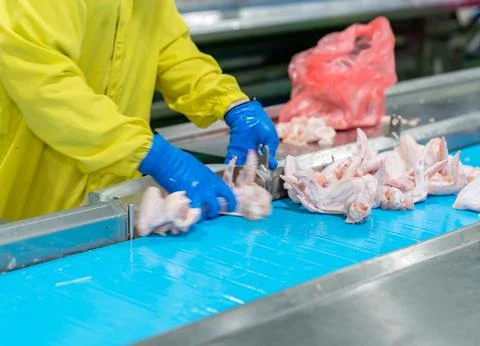 Worker put a cut off chicken wing on a conveyor belt. Stock Photos