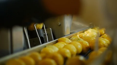 A worker put lemons in the machinery Stock Footage 119604806