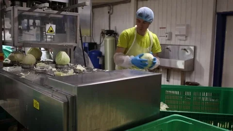 Worker puts cabbages to the destalker 스톡 동영상 74476447