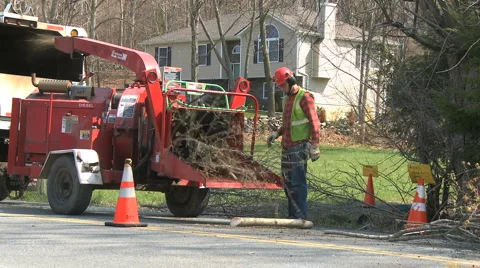 Worker puts limbs in wood chipper (3 of 4) Stock-Footage 3779178