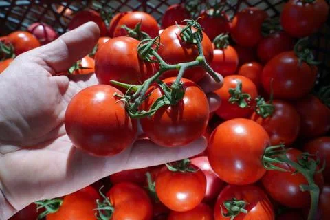 Worker puts red tomatoes in a box. Gardener harvesting tomato. Stock Photos