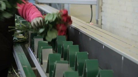 Worker is putting red rose bouquettes to the green line on modern factory. Stock Footage 86460622